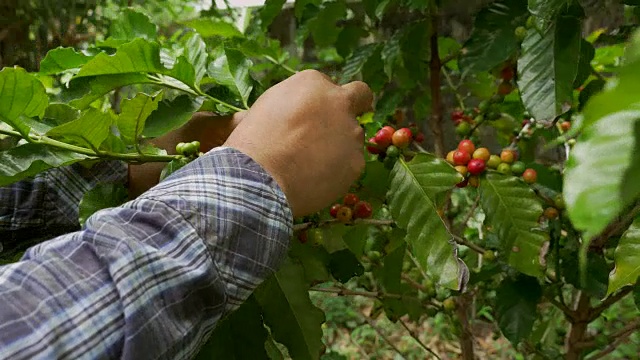 咖啡农民在咖啡树上采摘成熟的樱桃豆视频下载