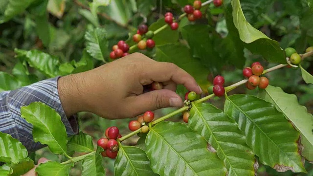 咖啡农民在咖啡树上采摘成熟的樱桃豆视频下载