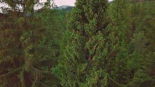 空中飞过山谷，群山，松树，松针特写视频素材