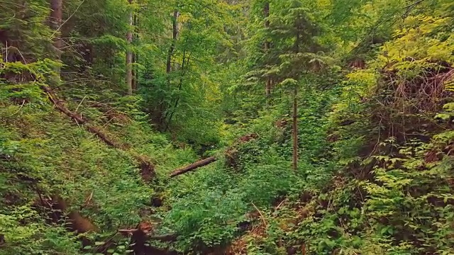 空中飞过美丽的山脉，峡谷和小河。从树枝上飞过视频素材