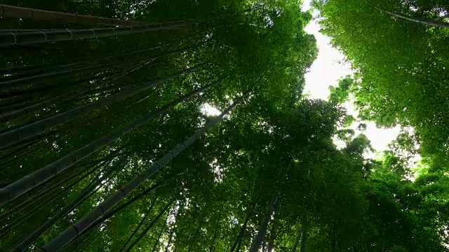 仰望日本京都岚山的竹林视频素材