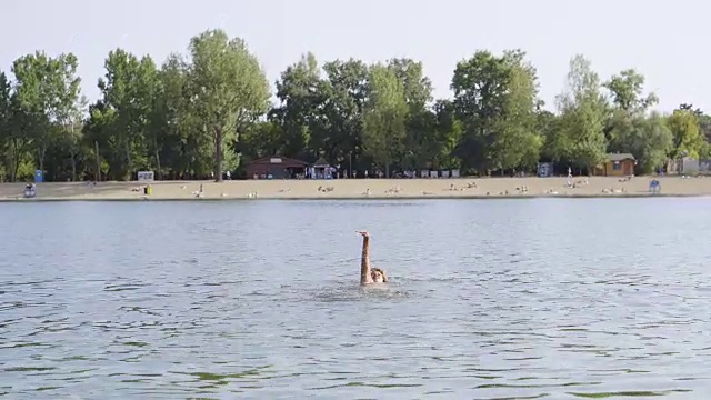 在湖里游泳视频素材