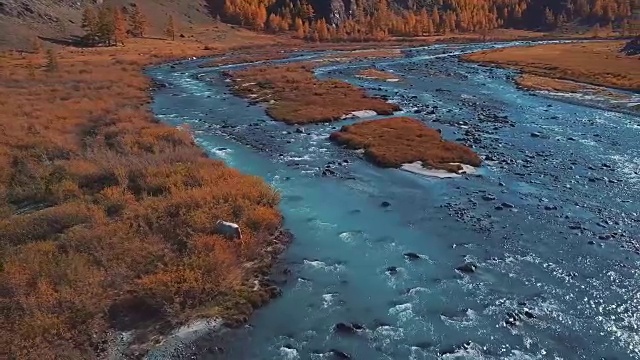 空中飞行-飞越高山秋天的河流。水是青绿色的，落叶松是黄色的。飞行在一个美丽的山谷。视频素材