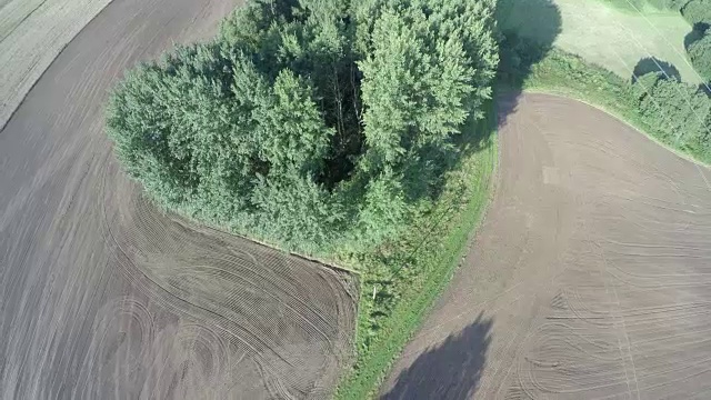 美丽的夏末播种的田野在早晨和树林，鸟瞰视频素材