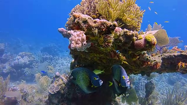 加勒比海霍尔陈海洋保护区的海洋生物与法国神仙鱼-伯利兹堡礁/龙涎香礁视频购买