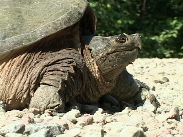 CU, ZO, MS，在岩石上行走的鳄龟(Chelydra serpentina)，加拿大安大略省阿尔冈昆省公园视频素材