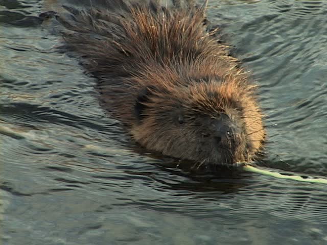 CU, MS，美国海狸(Castor canadensis)在水中，阿尔冈昆省公园，安大略省，加拿大视频素材