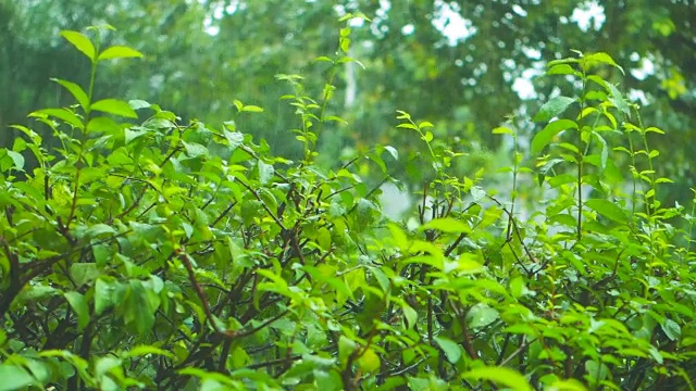 在夏天的一天，在公园里下雨视频下载