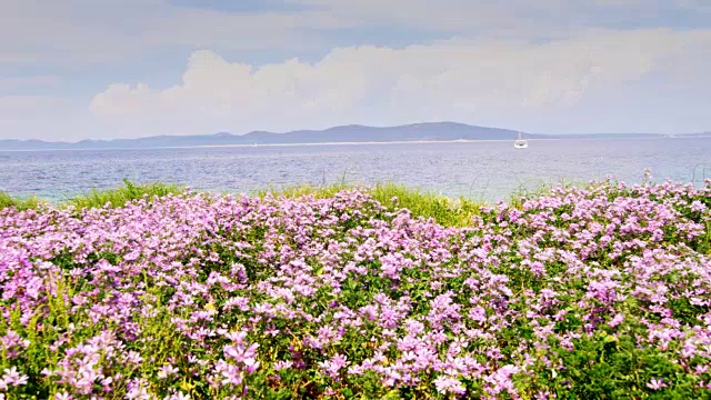 海岸上开花的田野视频素材