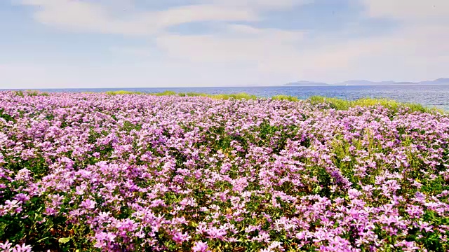 海岸上有一片花田视频素材