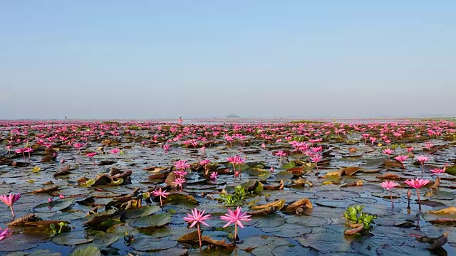 在泰国乌东他尼省的粉红色莲花湖乘船游览。视频素材