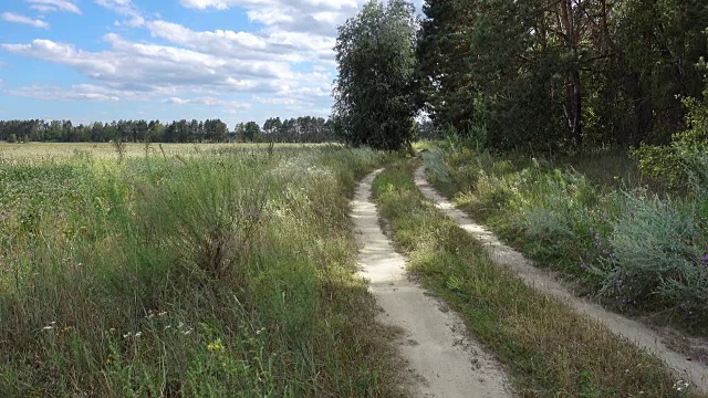 夏天的田野和森林附近的路视频素材