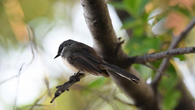 树上的鸟(花衣扇尾捕蝇鸟)视频素材