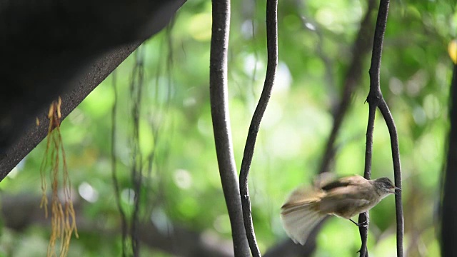 在树上的鸟(条纹耳鹎)视频素材