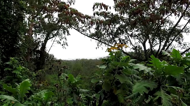 非洲大草原丛林植物视频素材