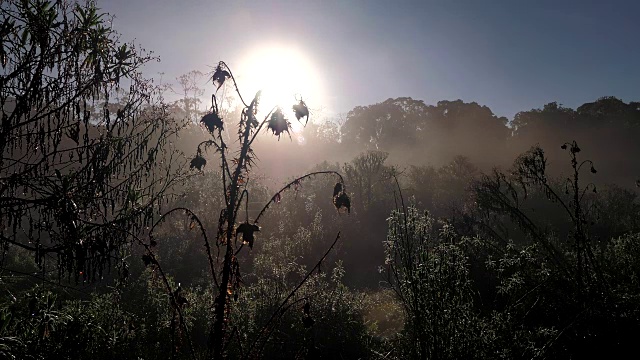 非洲大草原丛林植物视频下载