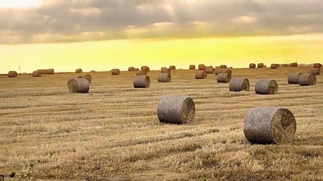 壮丽的黄色田野和在阳光下发光的圆形干草捆，4k淘金视频素材
