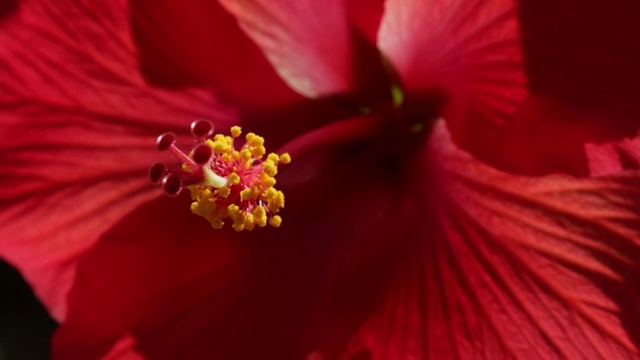 芙蓉花在盛开的特写视频素材