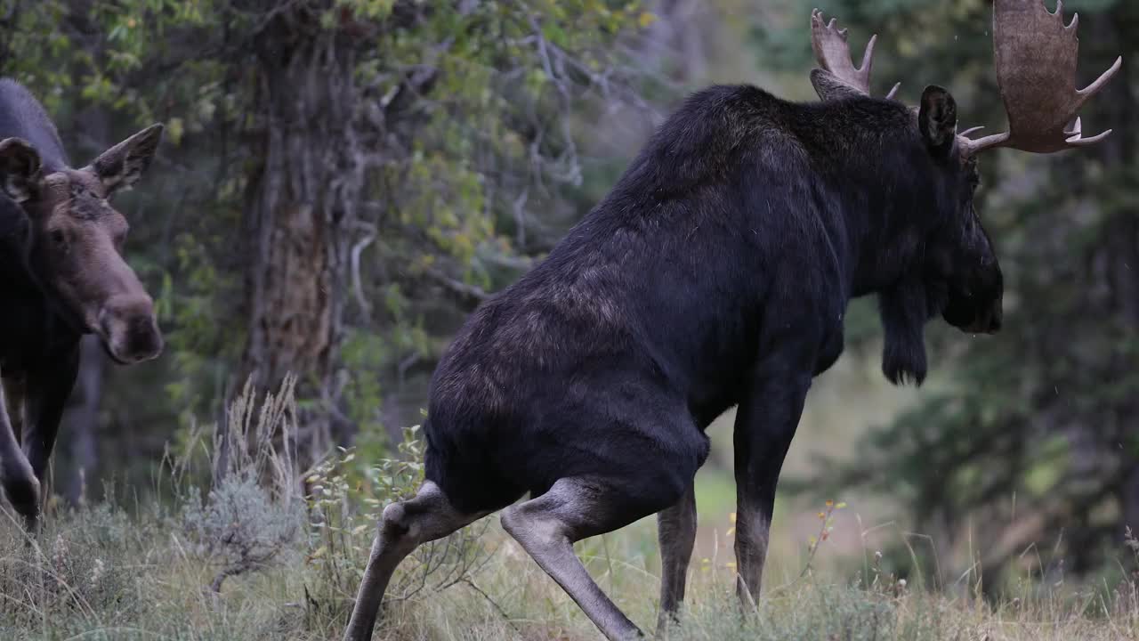 MS 4K拍摄的公麋和母牛(Alces Alces)在发情期的互动/交配视频素材