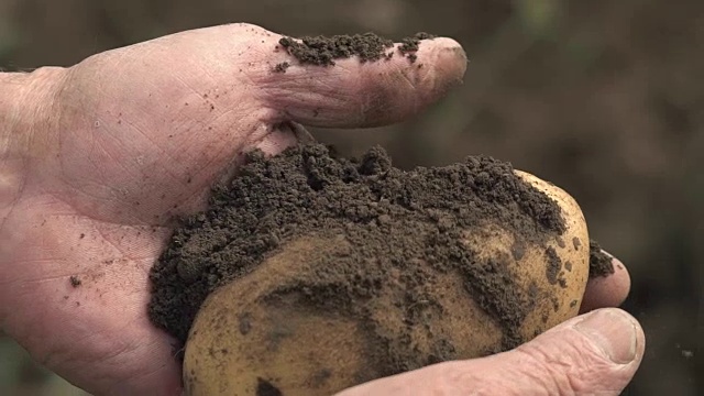 农民手里拿着的是生物产物土豆，手上的土豆沾满了泥土。概念生物学，生物制品，生物生态学，种植蔬菜，素食，自然清洁，新鲜产品视频素材