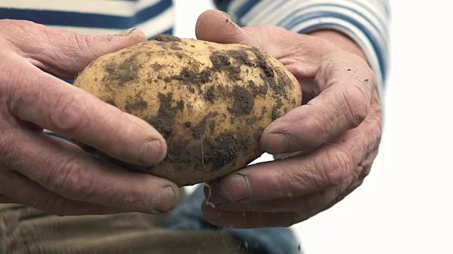 农民手里拿着的是生物产物土豆，手上的土豆沾满了泥土。概念生物学，生物制品，生物生态学，种植蔬菜，素食，自然清洁，新鲜产品视频素材