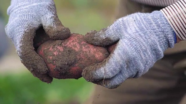 农民手里拿着的是生物产物土豆，手上的土豆沾满了泥土。概念生物学，生物制品，生物生态学，种植蔬菜，素食，自然清洁，新鲜产品视频素材