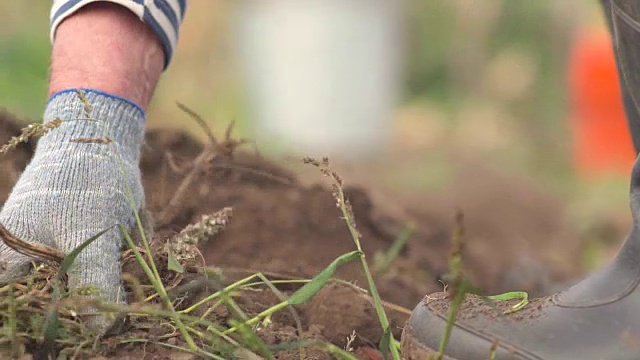 农夫拔除田里的杂草视频素材