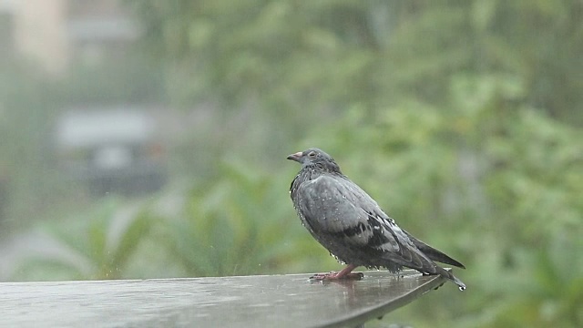 无家可归的鸽子站在大雨中视频素材