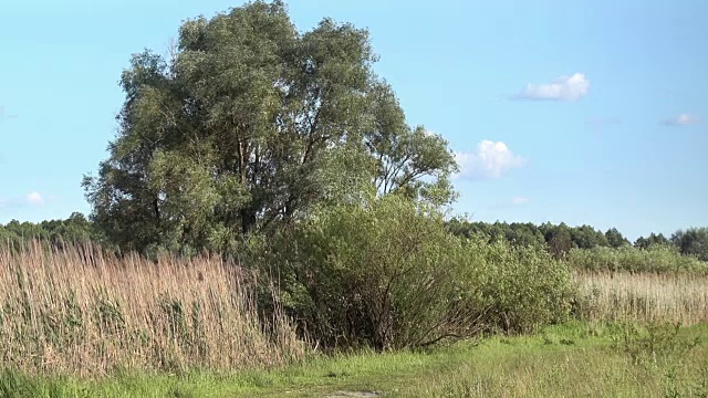 在夏日的草地上有一棵树的景观视频素材