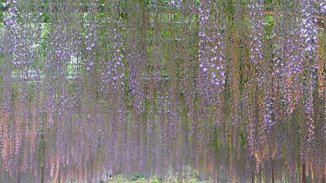 美丽的春花系列，紫藤花架花园视频素材