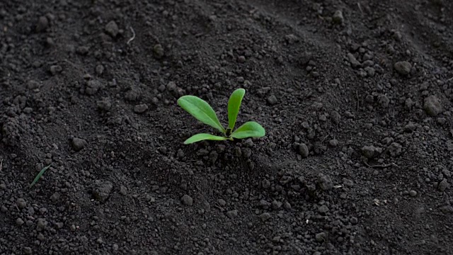 农民在花园里给小植物浇水视频素材