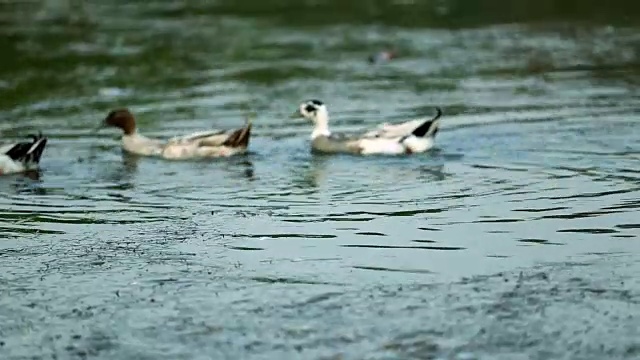 湖水中的野鸭视频素材