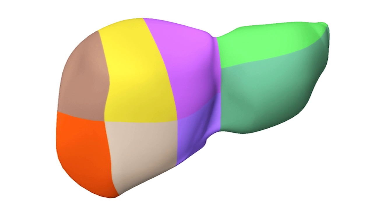 动画描绘四分之一的肝脏旋转与肝脏的不同部分颜色编码。视频素材