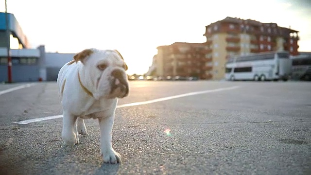 在停车场丢了一只斗牛犬视频素材