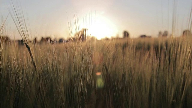 麦田里的夕阳视频素材