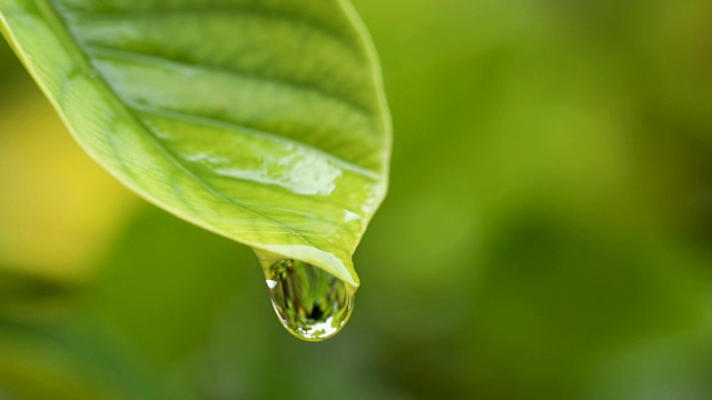 水雨滴与新鲜的绿叶为自然背景，近距离露珠从树叶上落下，4K Dci分辨率视频素材