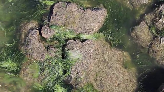 池塘岩石上的苔藓视频素材