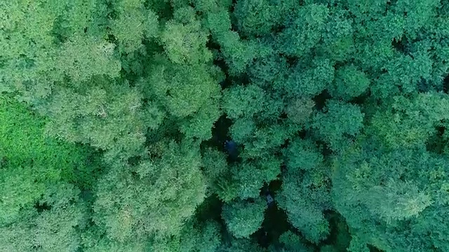 森林航空高清视频视频下载