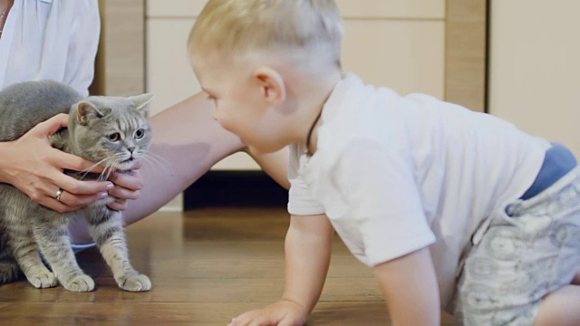 一个小男孩爬到愤怒的猫身边去探索这只宠物视频素材