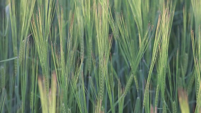 特写的麦田视频素材