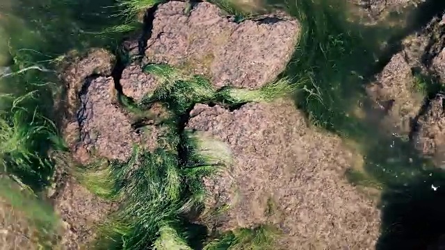 池塘岩石上的苔藓视频素材