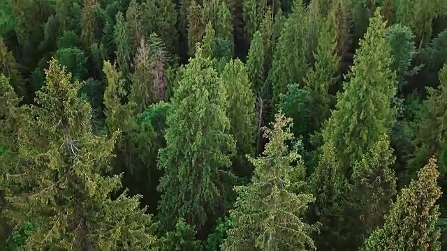 航空摄影在云杉和松树山的一个强大的森林与相机转身视频素材