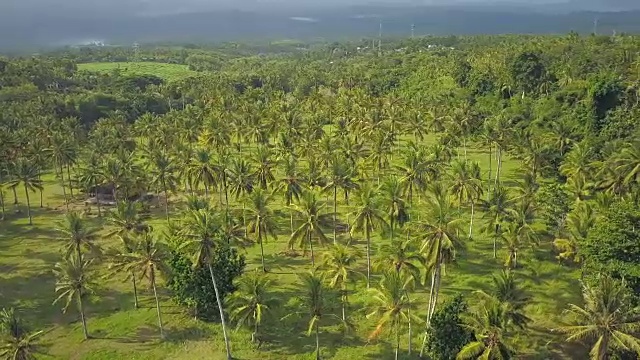 空中摄影:巴厘岛美丽的风景，薄雾阳光明媚的早晨郁郁葱葱的棕榈丛林视频素材