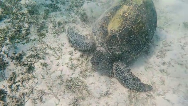 成年大绿海龟(Chelonia mydas)视频素材