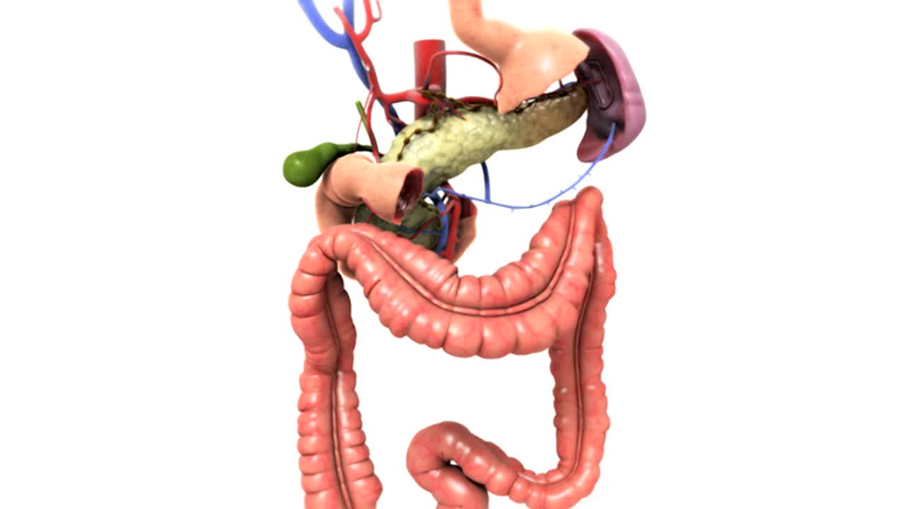 动画描绘了放大胰腺和相关血管。可见的还有胆囊、脾脏和大肠。视频素材