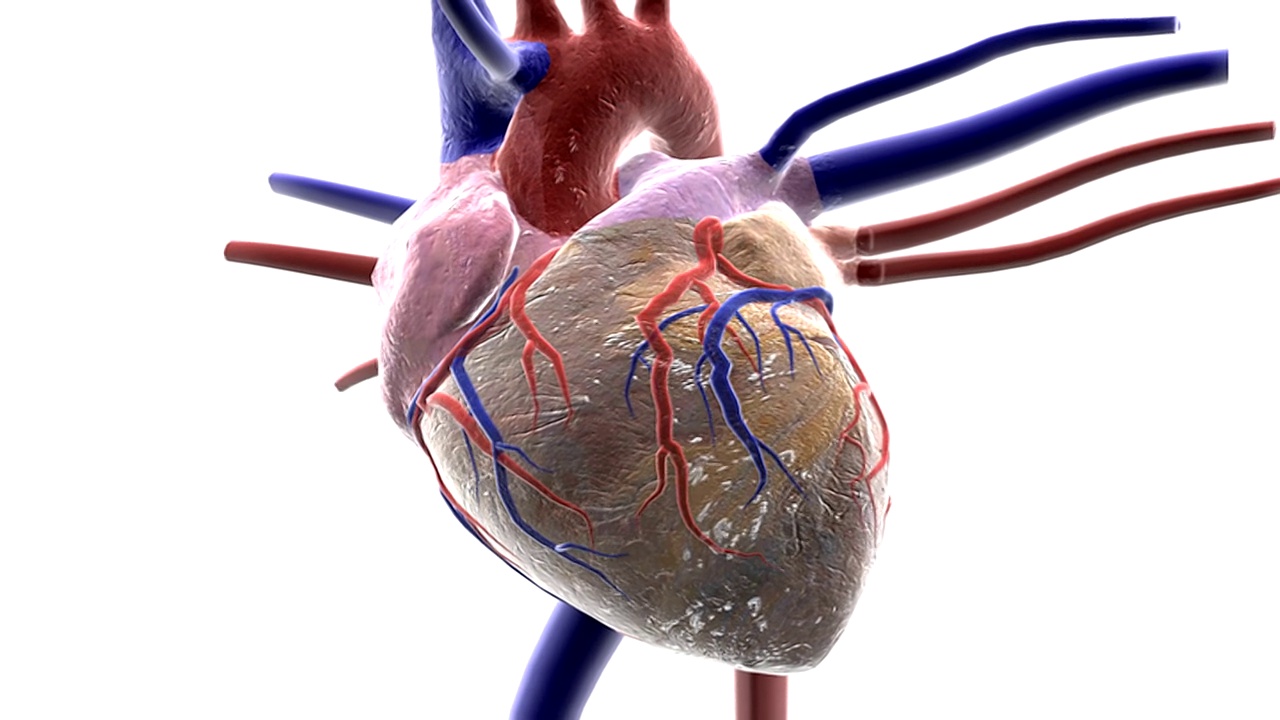 心脏的动画与动脉和静脉连接。心脏微微旋转，然后镜头放大。视频素材