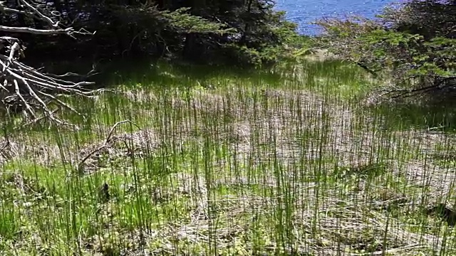 在伯纳文蒂尔岛，魁北克，加拿大的草地的特写在加斯比西，加斯皮亚地区的海洋悬崖视频素材