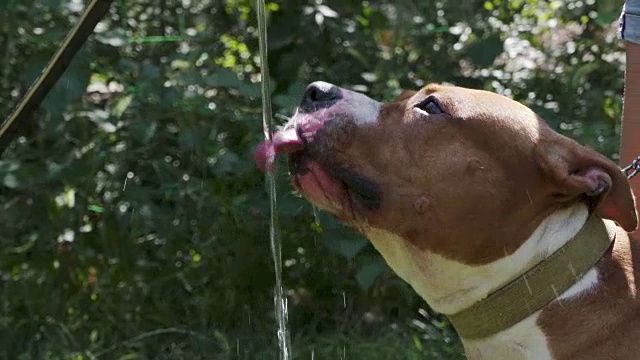 美国斯塔福德郡梗犬在后院喝花园水管里的水视频素材