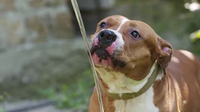 美国斯塔福德郡梗犬在后院从溅起水花的水管里喝水视频素材