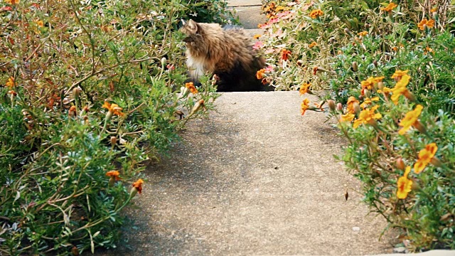 在阳光明媚的夏日里，在花园外的缅因猫从门廊上的鲜花中受惊跑回家视频下载